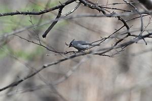 087 Titmouse, Tufted, 2023-04138000 Broad Meadow Brook, MA